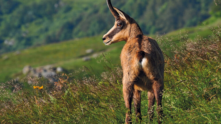 Patrick Zabé : « Le chamois est un seigneur de la montagne, pas un animal de battue »