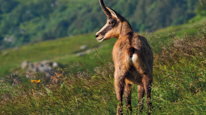 Patrick Zabé : « Le chamois est un seigneur de la montagne, pas un animal de battue »