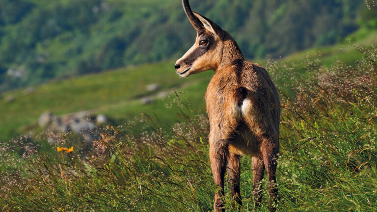 Patrick Zabé : « Le chamois est un seigneur de la montagne, pas un animal de battue »