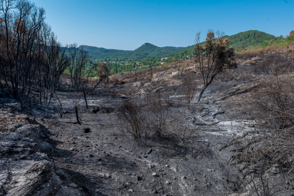 Forêt après un incendie