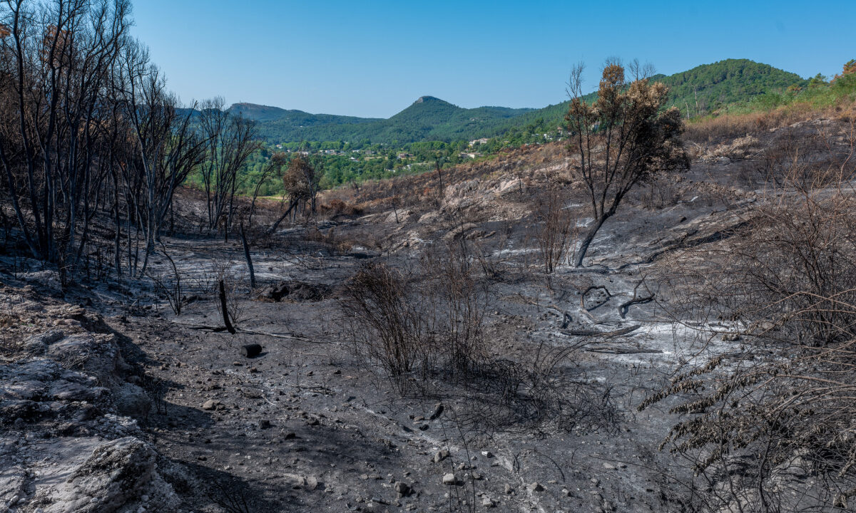 Forêt après un incendie