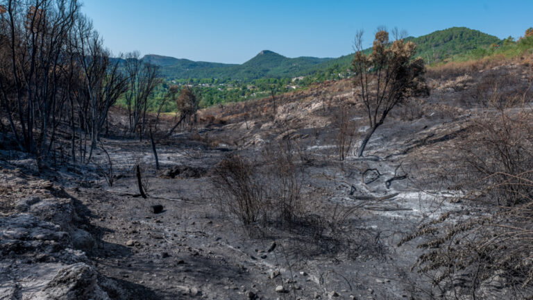 Incendies : les anti-chasse réclament désormais trois ans sans chasse !