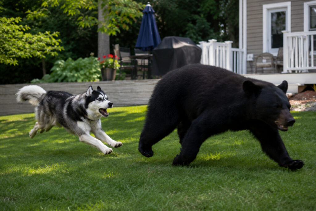 Husky défendant l'enfant de la famille contre un ours (1)