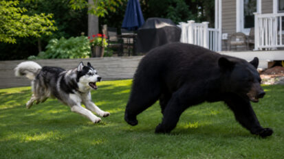 Le chien de la famille sauve un enfant de 6 ans d&rsquo;une attaque d&rsquo;ours
