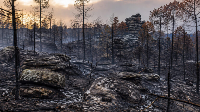 Fontainebleau : une collecte nationale lancée pour sauver la forêt