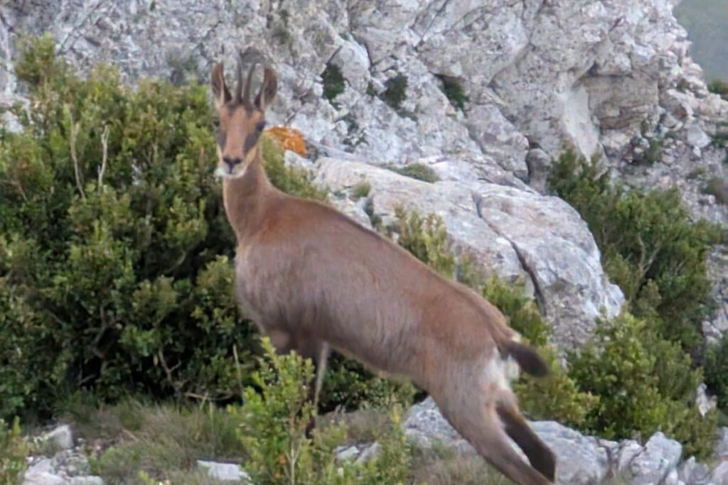 Isard