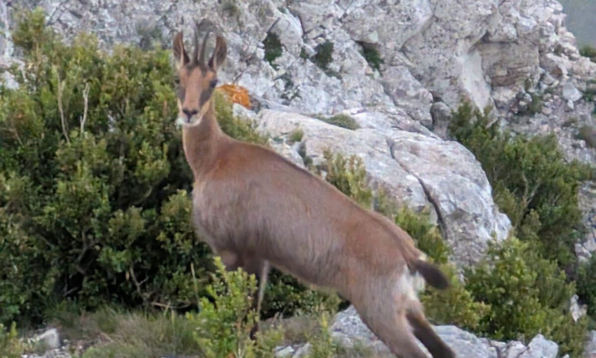 Isard