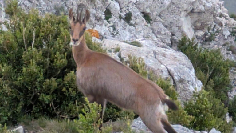 Isards et mouflons : des populations globalement stables dans l’Aude