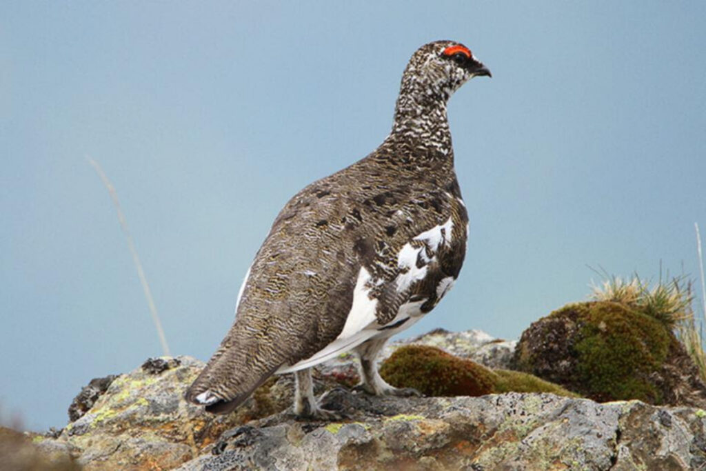 Lagopède alpin