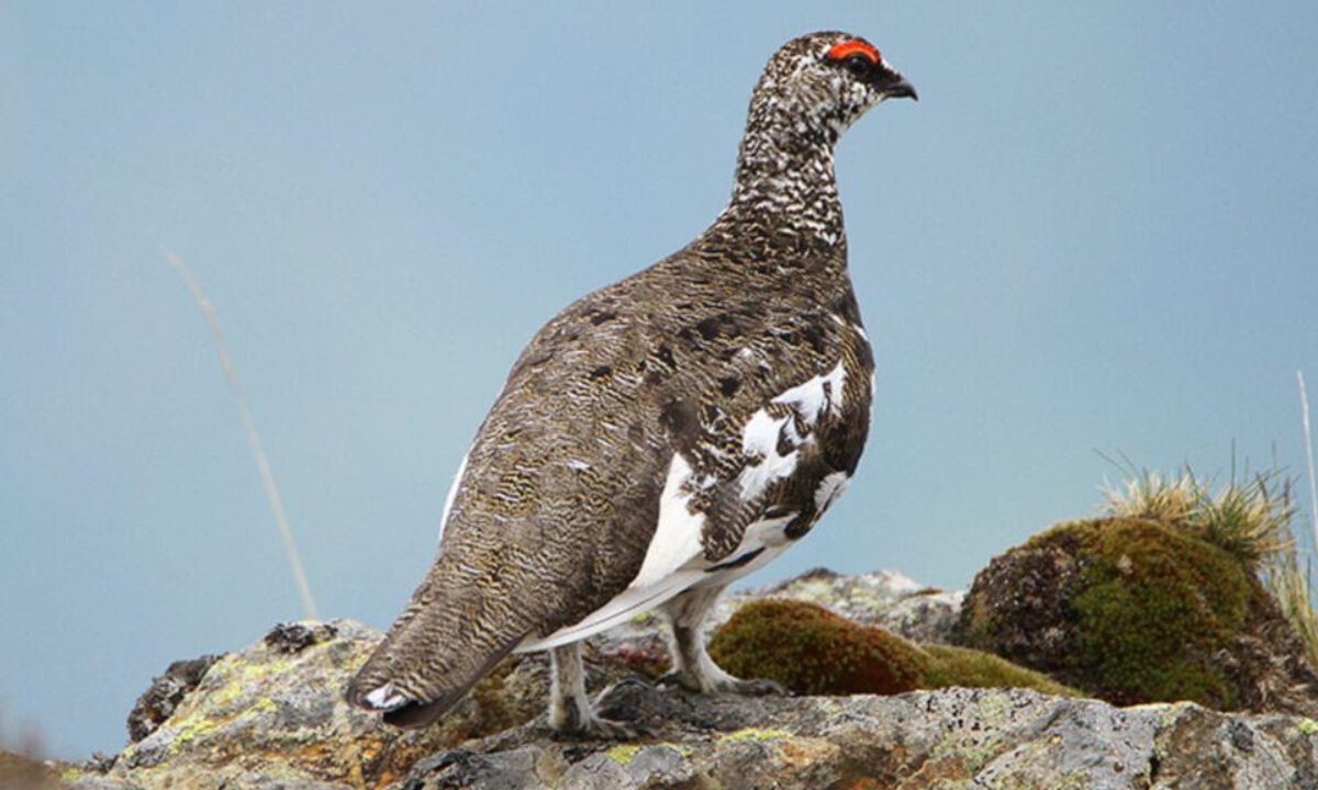 Lagopède alpin