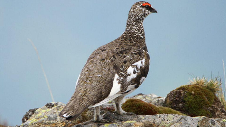 Lagopède alpin : les chasseurs appelés à se mobiliser avant le 23 juillet