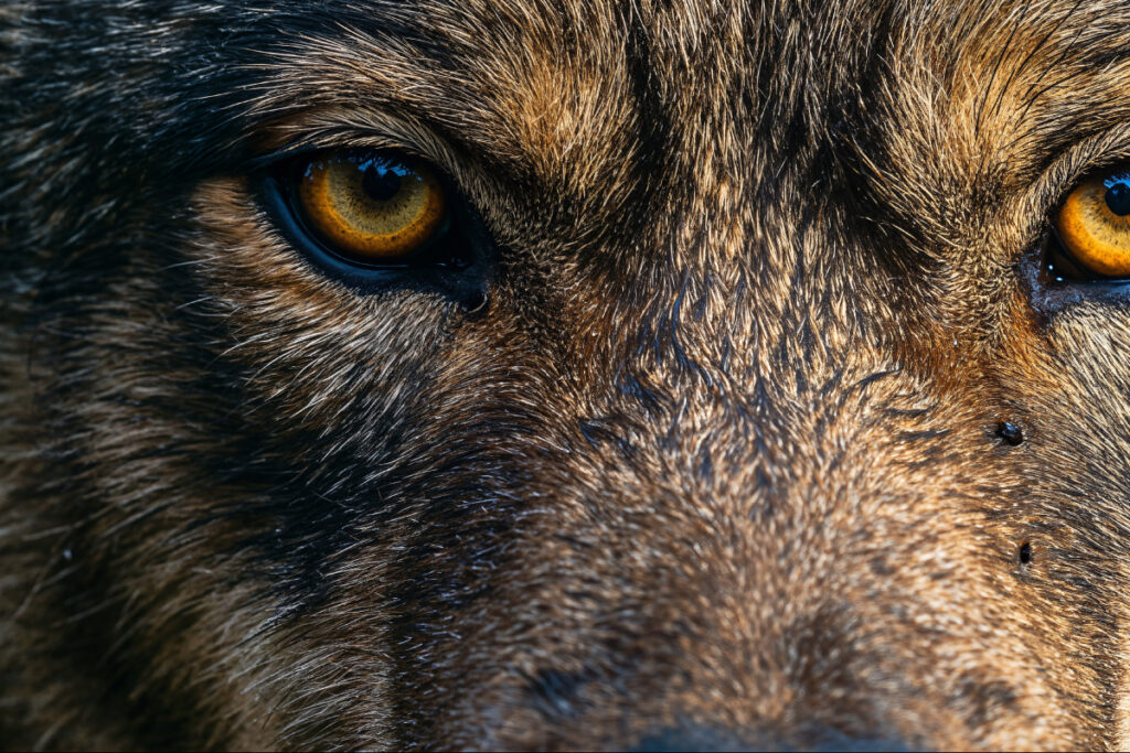 Loup gris