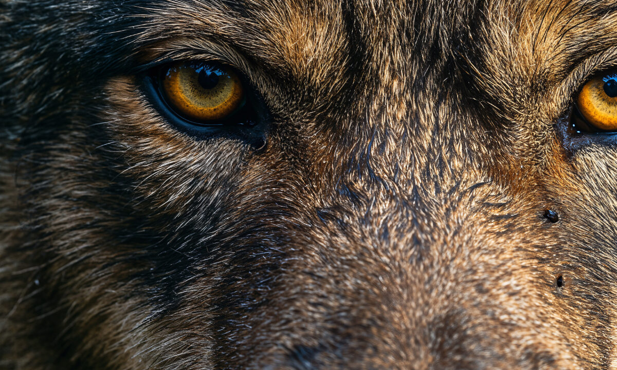 Loup gris