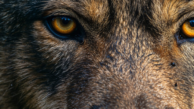 Loup : les chasseurs du Haut-Rhin réclament des tirs