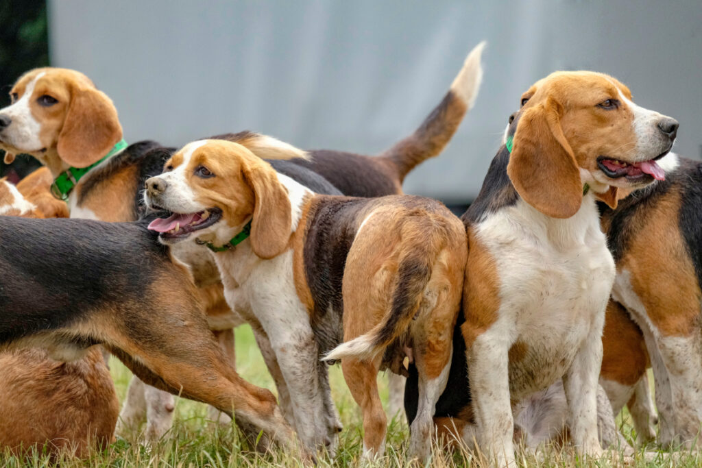 Meute de beagles