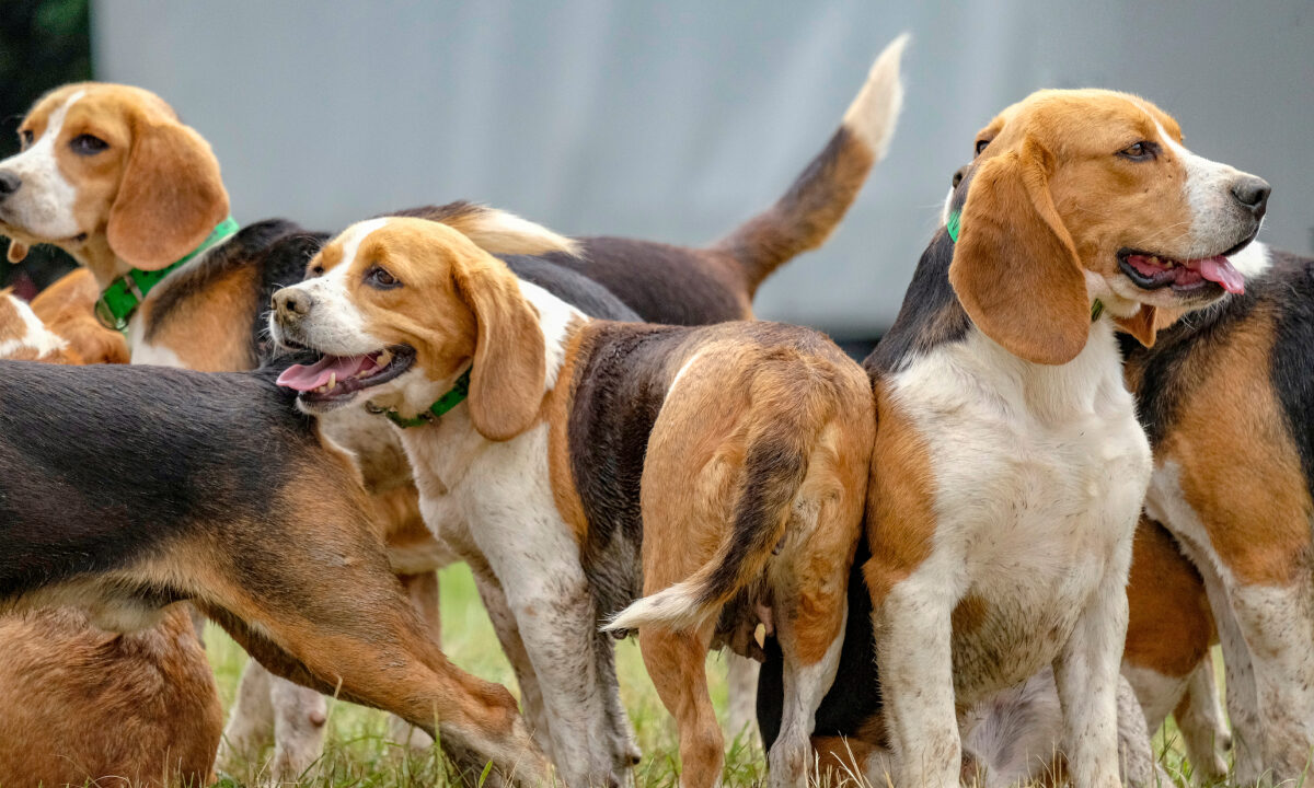 Meute de beagles