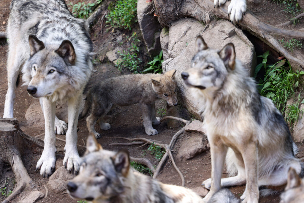 Meute de loups gris