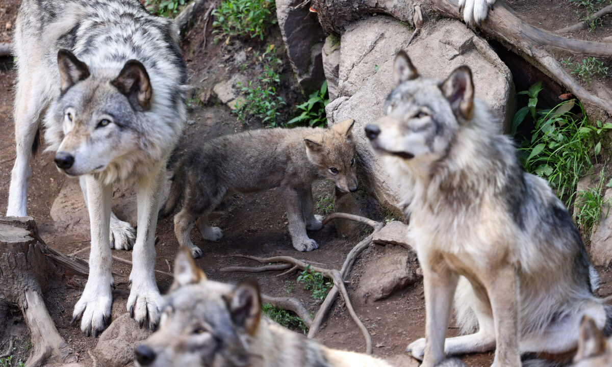 Meute de loups gris