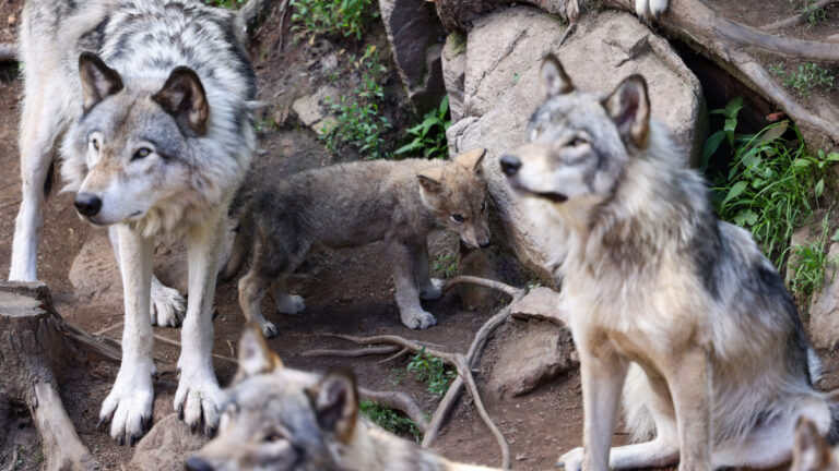 Corrèze : la meute de Millevaches met les éleveurs à bout