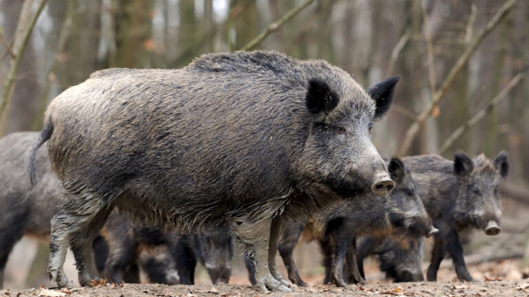 Landes : près de 20 000 sangliers prélevés, mais les dégâts continuent