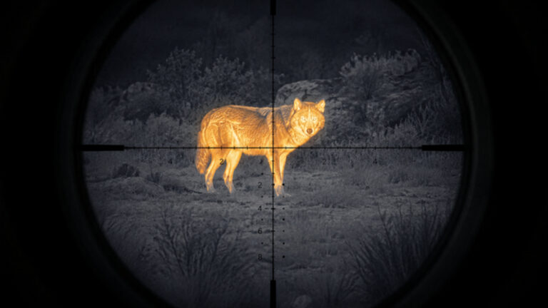 Drôme : un cinquième loup abattu, loin du « massacre » annoncé