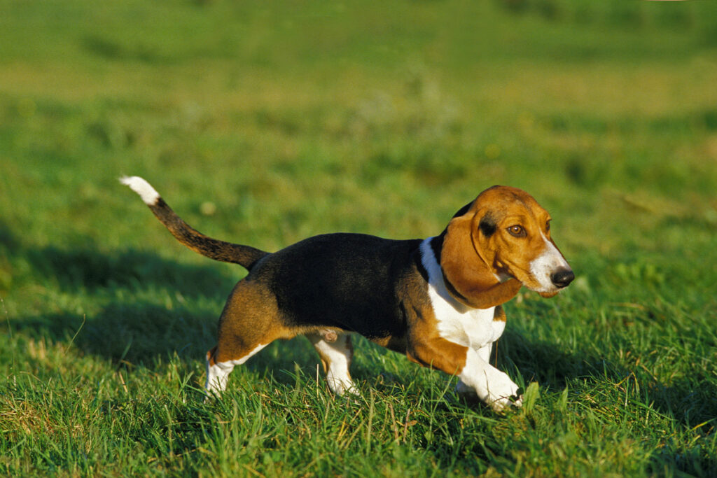 basset artésien normand