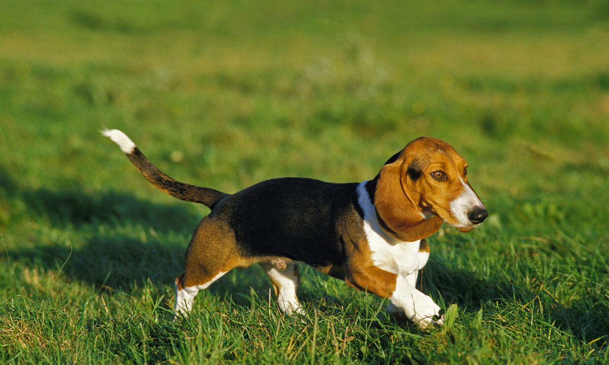 basset artésien normand