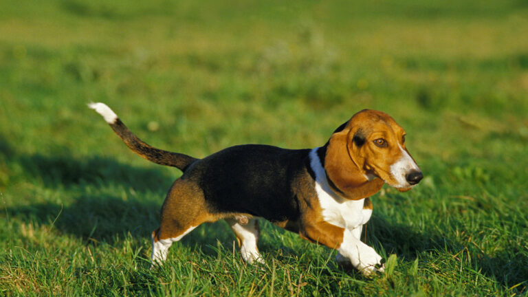 Le basset artésien normand fête ses 150 ans, un petit chien aux immenses qualités de chasseur