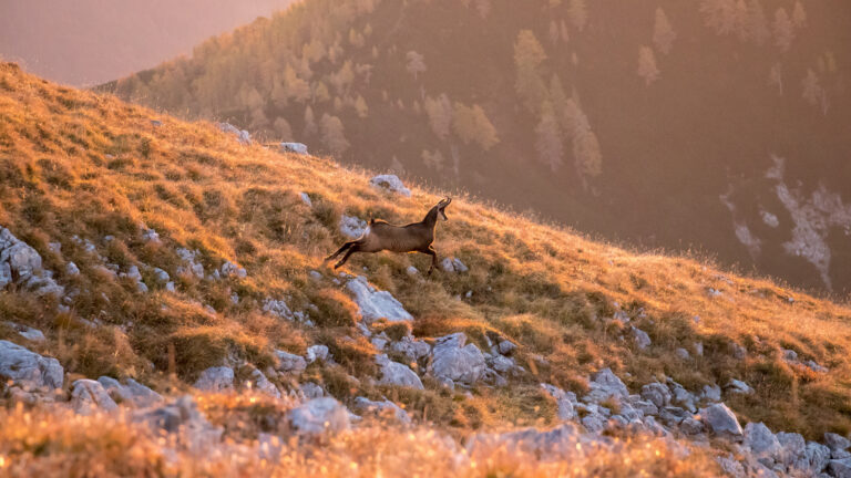 La battue au chamois autorisée : pourquoi l&rsquo;ANCGG tire la sonnette d&rsquo;alarme?