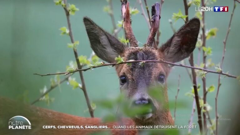 TF1 : les dégâts causés par les cervidés poussent les forestiers à réclamer davantage de chasse