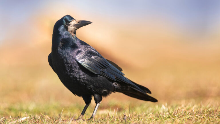 Pays de la Loire : dernier jour contre le déclassement ESOD du corbeau freux