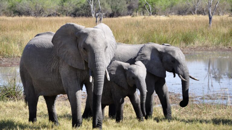 Kenya : quand les éléphants sont devenus trop nombreux pour leur milieu