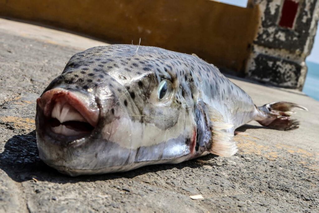 poisson-globe à joues argentées (Lagocephalus sceleratus)