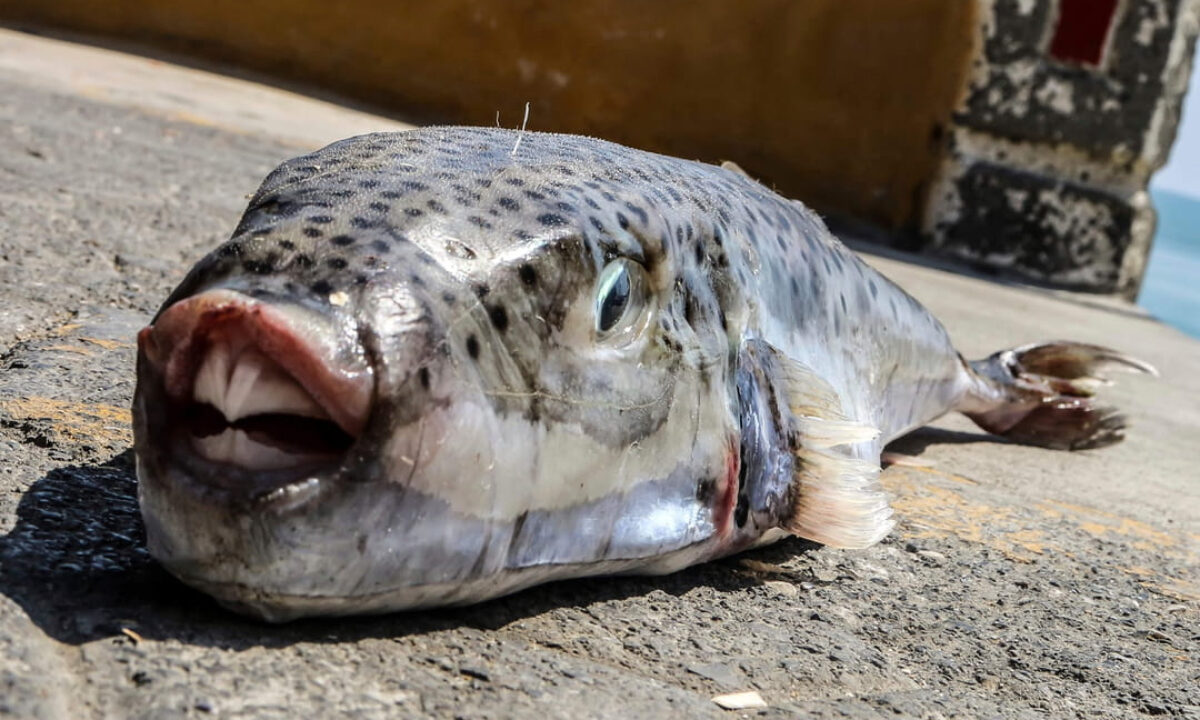 poisson-globe à joues argentées (Lagocephalus sceleratus)