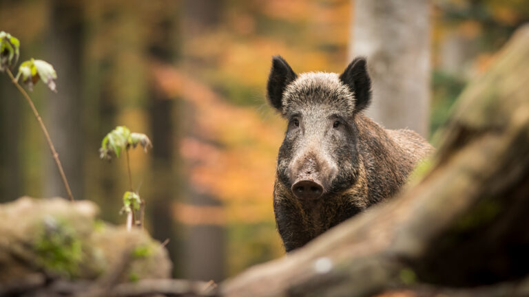 Nouveau cas de peste porcine africaine en Allemagne : un sanglier retrouvé positif près de la frontière polonaise