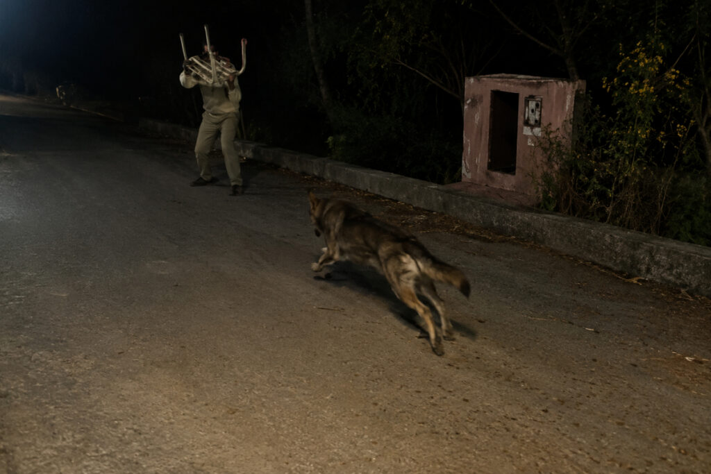 Attaque d'un loup sur l'homme