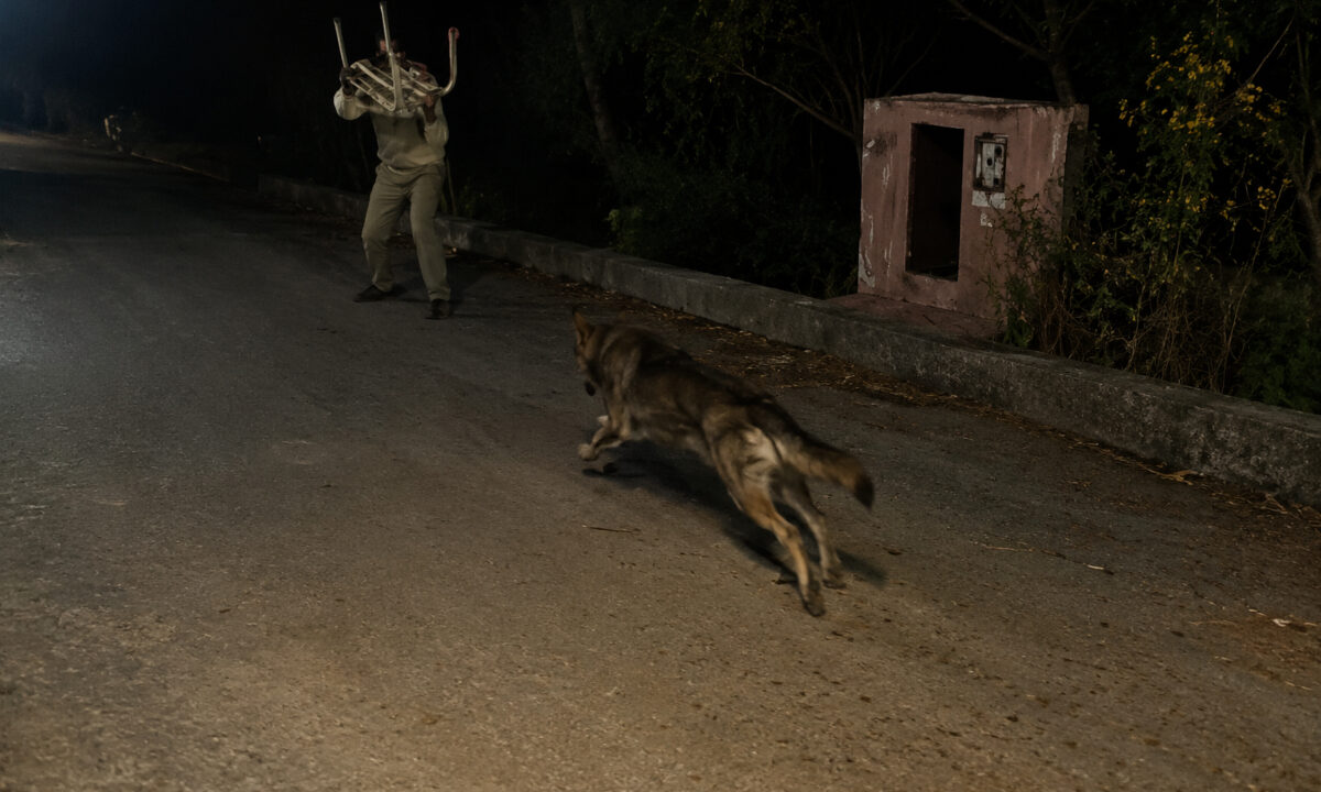 Attaque d'un loup sur l'homme