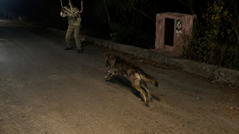 Italie : trois blessés, mais le loup “ne représente aucun danger” !