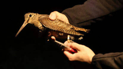 Oiseaux migrateurs : les chasseurs au cœur du suivi par baguage