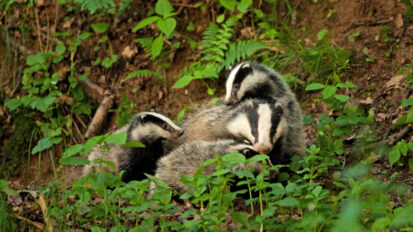 Pyrénées-Atlantiques : chasseurs et piégeurs en première ligne sanitaire