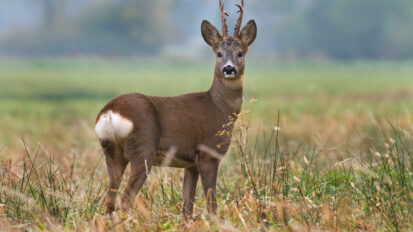 Chevreuil : pourquoi le rut d’été donne des faons au printemps ?