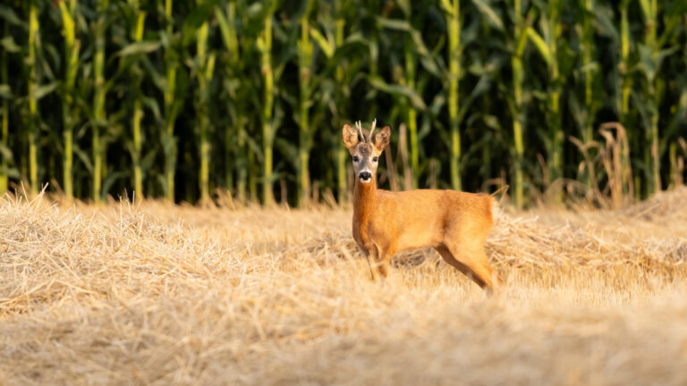 Dordogne : vives tensions autour de la régulation des cervidés
