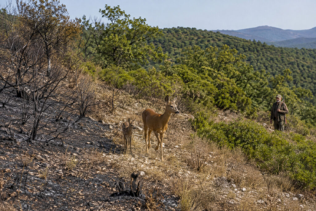Chevrette faon et chasseur