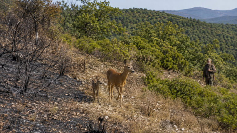 Sécheresse et incendies : l’offensive pour suspendre la chasse s’étend