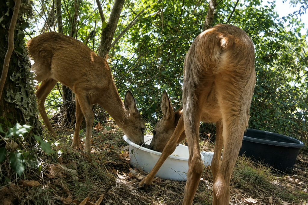 Chevreuils abreuvés par les chasseurs de Gironde