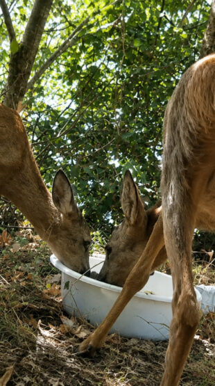 Chevreuils abreuvés par les chasseurs de Gironde