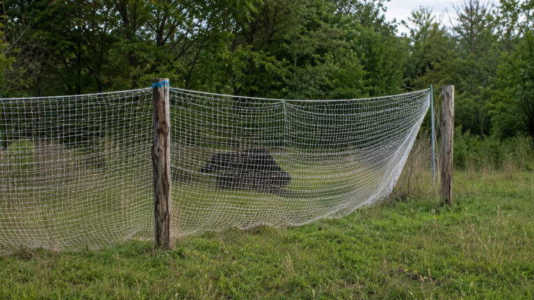 Toulouse : les chasseurs testent un filet à sangliers près de l’A61