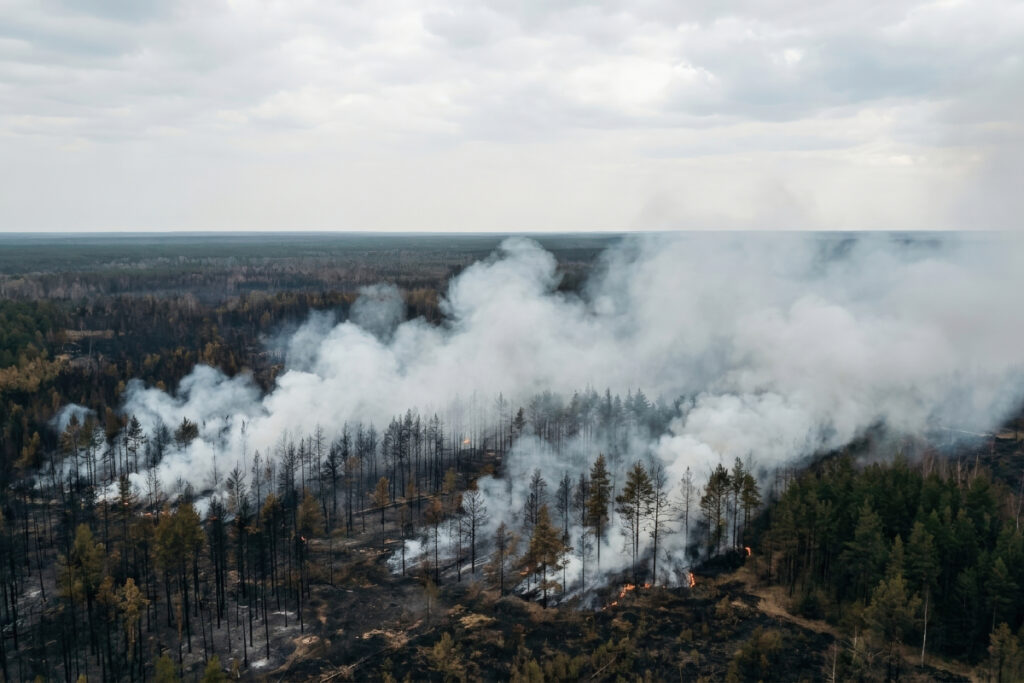 Forêt incendiée cendres