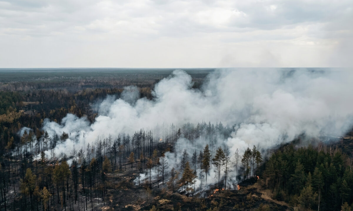 Forêt incendiée cendres