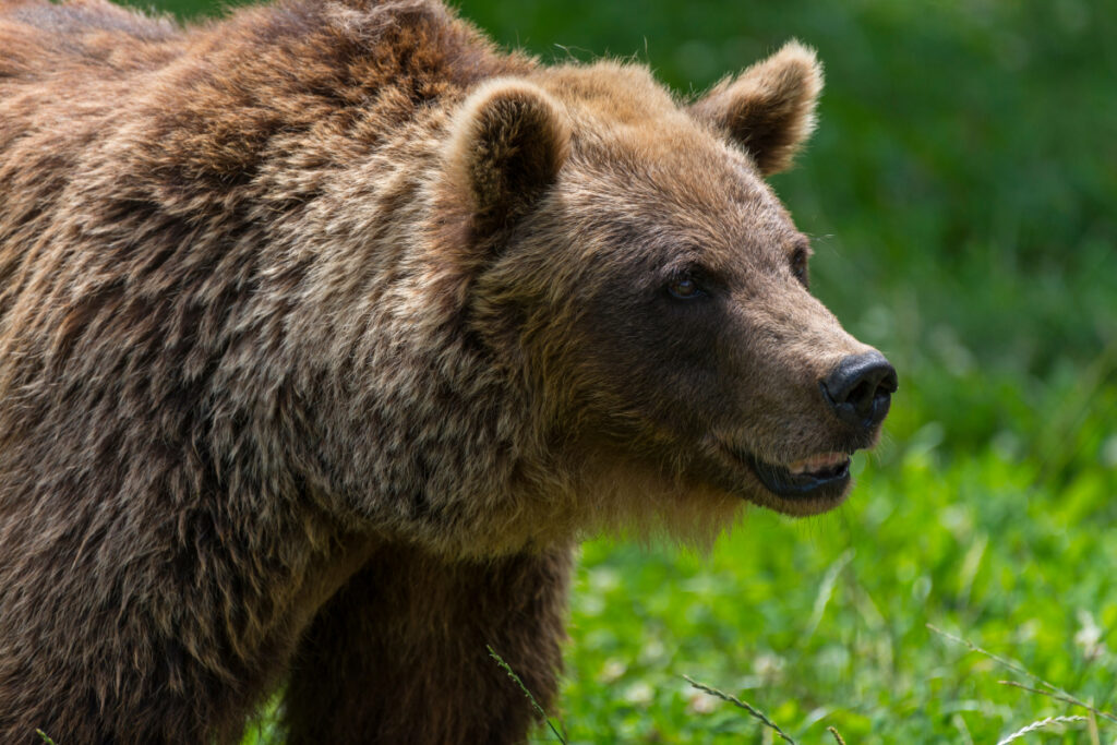 Ours brun
